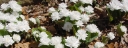 sadzonki - Sangwinaria kanadyjska FLORE PLENO syn.'Multiplex' Sanguinaria canadensis /P11 *TP