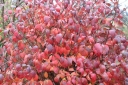 rośliny ozdobne - Kalina koreańska Viburnum carlesii C2/60-100cm *K17