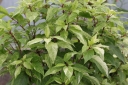 rośliny ogrodowe - Hortensja bukietowa SHIKOKU FLASH Hydrangea paniculata C5/30cm *K17