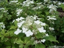 sklep ogrodniczy - Hortensja bukietowa SHIKOKU FLASH Hydrangea paniculata C5/30cm *K17