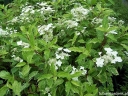 sadzonki - Hortensja bukietowa SHIKOKU FLASH Hydrangea paniculata C5/30cm *K17
