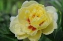rośliny ozdobne - Piwonia ITOH 'BARTZELLA' z serii Intersectional Paeonia ITOH /P11 *K16