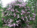 sklep ogrodniczy - Lilak Josiki L.węgierski Syringa josikaea C5/80-100cm *K19