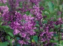 rośliny ogrodowe - Lilak Josiki L.węgierski Syringa josikaea C5/80-100cm *K19