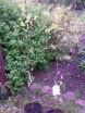 rośliny ozdobne - Tulipanowiec amerykański (Liriodendron tulipifera) C10/1,5-1,8m