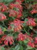 sadzonki -  Wiciokrzew wieczniezielony Blanche Sandman (Lonicera sempervirens) C2/50cm