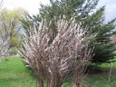 rośliny ozdobne - Wiśnia kosmata Prunus tomentosa C2/80-100cm*T43