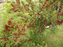 sadzonki - Wiśnia kosmata Prunus tomentosa C2/80-100cm*T43