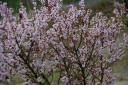 sklep ogrodniczy - Wiśnia kosmata Prunus tomentosa C2/80-100cm*T43