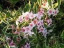 sklep ogrodniczy - Krzewuszka Nana Variegata /C2