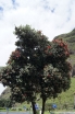 sadzonki - Feijoa sellowiana Akka Sellowa Acca sellowiana C3/50-60cm *G
