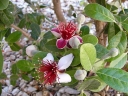 sklep ogrodniczy - Feijoa sellowiana Akka Sellowa Acca sellowiana C3/50-60cm *G