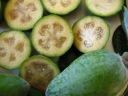 rośliny ogrodowe - Feijoa sellowiana Akka Sellowa Acca sellowiana C3/50-60cm *G