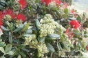 sadzonki - Feijoa sellowiana Akka Sellowa Acca sellowiana C3/50-60cm *G