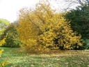 rośliny ozdobne - Ośnieża drzewiasta Halesia monticola var. vestita