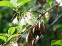 sadzonki - Ośnieża drzewiasta Halesia monticola var. vestita