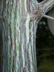 sadzonki - Ośnieża drzewiasta Halesia monticola var. vestita