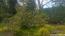 rośliny ogrodowe - Abelia mosanensis Abelia mosańska C5/50cm *21K