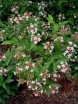 sklep ogrodniczy - Abelia mosanensis Abelia mosańska C5/50cm *21K
