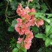 sadzonki -  Pigwowiec wspaniały 'SALMON HORIZON' na PNIU Chaenomeles x superba C7,5/Pa120-140cm