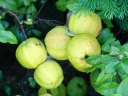 sadzonki - Pigwowiec wspaniały 'SALMON HORIZON' na PNIU Chaenomeles x superba C7,5/Pa120-140cm