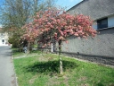 sklep ogrodniczy - Pigwowiec wspaniały 'SALMON HORIZON' na PNIU Chaenomeles x superba C7,5/Pa120-140cm