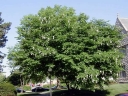 sadzonki - Strączyn żółty Cladrastis lutea syn.Cladrastis kentukea C2/20-30cm *K21