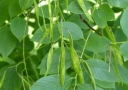 sadzonki - Strączyn żółty Cladrastis lutea syn.Cladrastis kentukea C2/20-30cm *K21