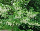 rośliny ozdobne -  Styrakowiec chiński Pterostyrax corymbosa C3/160-180cm *K6