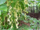 rośliny ogrodowe - Styrakowiec chiński Pterostyrax corymbosa C3/160-180cm *K6