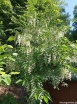 rośliny ozdobne - Styrakowiec chiński Pterostyrax corymbosa C3/160-180cm *K6