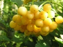 rośliny ozdobne -  Kalina koralowa 'Xanthocarpum' Viburnum opulus C3/20cm
