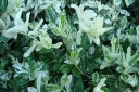 sklep ogrodniczy -  Trzmielina japońska HARLEQUIN Euonymus japonicus /P9