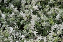 sklep ogrodniczy - Trzmielina japońska HARLEQUIN Euonymus japonicus /P9