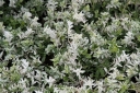 rośliny ozdobne - Trzmielina japońska HARLEQUIN Euonymus japonicus /P9