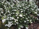sadzonki - Trzmielina japońska HARLEQUIN Euonymus japonicus /P9