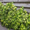 rośliny ogrodowe - Bluszcz kolchidzki SULPHUR HEART syn. Hedera colchica 'Paddy`s Pride' C2/80cm