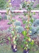 sklep ogrodniczy - Bluszcz kolchidzki SULPHUR HEART syn. Hedera colchica 'Paddy`s Pride' C2/80cm