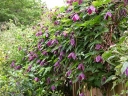 rośliny ogrodowe - Clematis BRUNETTE Powojnik botaniczny