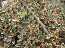 sadzonki - Irga pozioma VARIEGATUS Cotoneaster horizontalis (atropurpureus) C4/50-60cm