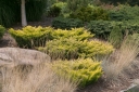 rośliny ozdobne - Jałowiec płożący LIMEGLOW Juniperus horizontalis C2/20-30cm *4