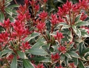 rośliny ozdobne -  Pieris japoński LITTLE HEATH Pieris japonica C4/30-40cm *12