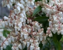 sadzonki - Pieris japoński LITTLE HEATH Pieris japonica C4/30-40cm *12