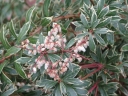 rośliny ogrodowe - Pieris japoński LITTLE HEATH Pieris japonica C4/30-40cm *12