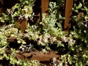 sklep ogrodniczy - Wiciokrzew włoski Harlequin (Lonicera italica Harlequin) C2/80-100cm