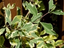 rośliny ogrodowe - Wiciokrzew włoski Harlequin (Lonicera italica Harlequin) C2/80-100cm