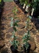 sklep ogrodniczy - Wiciokrzew włoski Harlequin (Lonicera italica Harlequin) C2/80-100cm