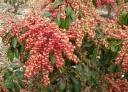 sklep ogrodniczy -  Pieris japoński VALEY VALENTINE 6-letni Pieris japonica C4/30-50cm *12