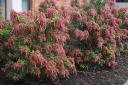 rośliny ozdobne - Pieris japoński VALEY VALENTINE 6-letni Pieris japonica C4/30-50cm *12