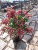 sklep ogrodniczy - Pieris japoński VALEY VALENTINE 6-letni Pieris japonica C4/30-50cm *12